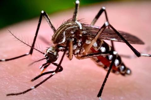 Hanoi refuerza medidas preventivas contra el Zika