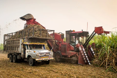 Tailandia: Producción de caña de azúcar disminuye debido a la sequía