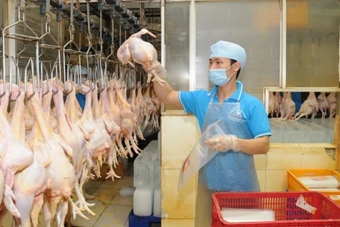 Vietnam impulsará la exportación de carne de pollo procesado