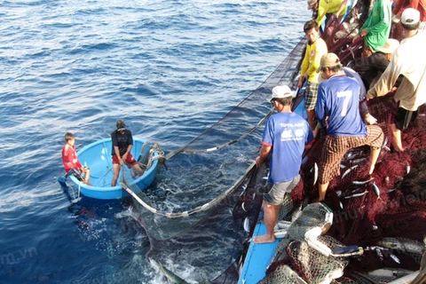 Provincia de Vietnam aumenta apoyo financiero a pescadores 
