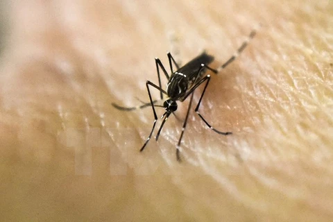 Camboya retira confirmación del primer caso infectado del Zika