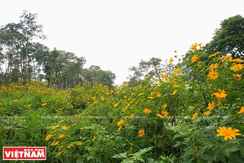 Temporada de florecimiento de girasoles silvestres en la montaña de Tan