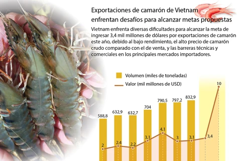 [Infografía] Enfrentan desafíos exportaciones de camarón de Vietnam