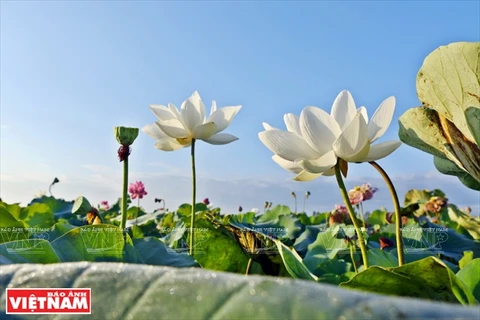 [Fotos] Los doce extraños lotos de la laguna de Ninh So