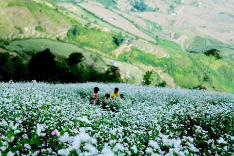 Flores de alforfón embellecen el paso de montaña de Pha Din