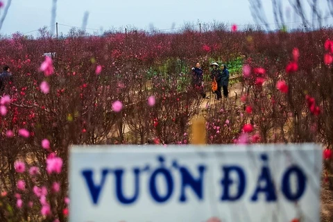 Flores de melocotón y kumquat en víspera del Año Nuevo Lunar