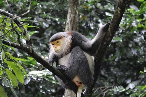 Vietnam se esfuerza para proteger a primate endémico 