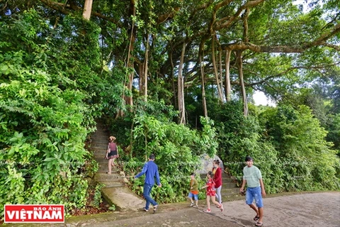 [Foto] El antiguo baniano del bosque de Son Tra