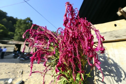 (Foto) Celebra etnia minoritaria Cong Festival de Flor de Celosia Cristata