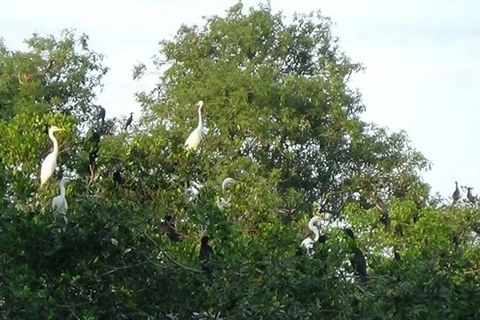 Preservan jardines de aves en provincia vietnamita mediante incentivos en ecoturismo