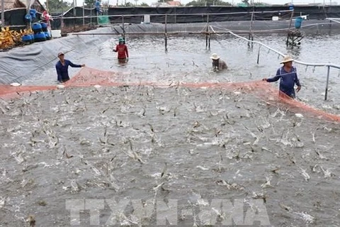  Provincia vietnamita emite códigos de identificación para establecimientos de cultivo de camarón