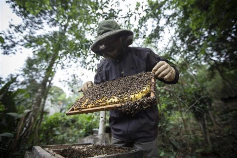 Advierten efectos negativos sobre industria apícola de Vietnam con aplicación de antidumping de EE.UU.