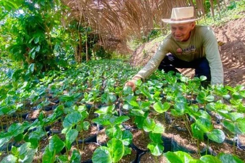 Avanza Colombia en la sustitución de cultivos ilícitos