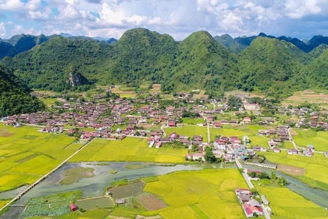 Belleza de temporada de cosecha de arroz en valle de Bac Son en Vietnam 