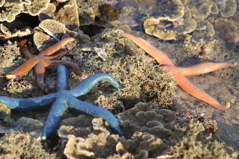 Phu Yen: Belleza de arrecifes de coral formados en sedimentos volcánicos de Hon Yen