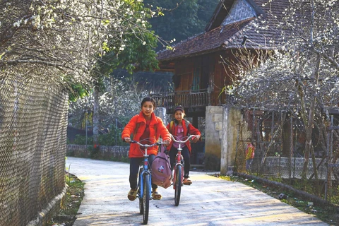 Valle de Phieng Ban en Dien Bien adopta color blanco de flores del ciruelo