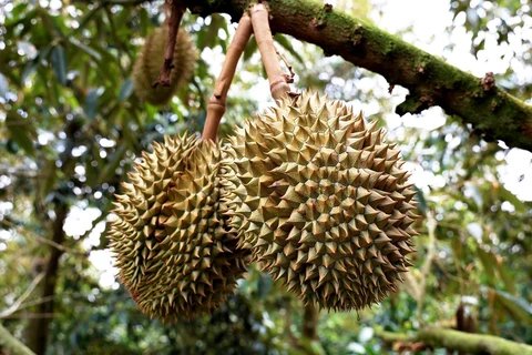 Vietnam se esfuerza por desarrollo sostenible de la producción de durián