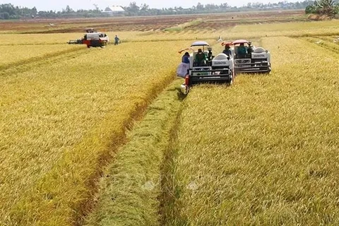 Delta del Mekong transforma producción de arroz para adaptarse al cambio climático