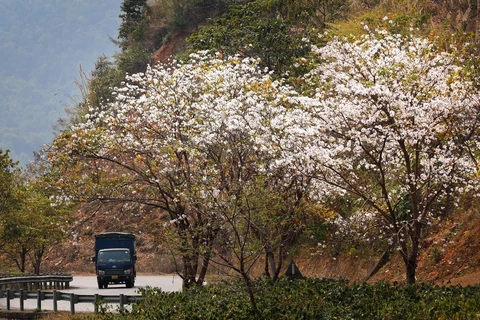 Año Nacional del Turismo 2024: Exploran la tierra de la Flor de Bauhinia blanca