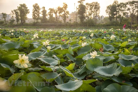 Hermoso lago de lotos con casi 170 especies únicas en Hanoi