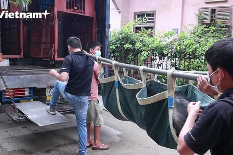Rescatan con éxito tres osos en cautiverio en la provincia vietnamita de Lang Son