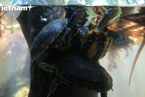 Descubren el hogar de especies raras de tortugas en el parque vietnamita de Cuc Phuong