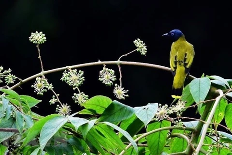 Descubren reserva mundial de biosfera en provincia altiplánica vietnamita