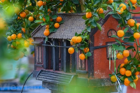 Bonsái de kumquat en aldea vietnamita de Tu Lien da frutos en ocasión de Tet