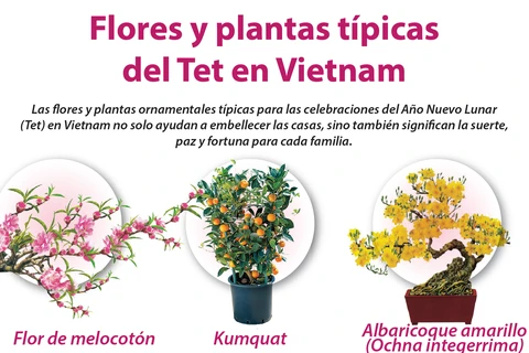 Flores y plantas típicas del Tet en Vietnam