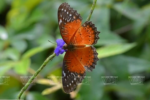 Península vietnamita de Son Tra, un regalo de la naturaleza