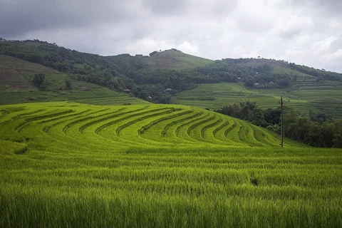 Belleza pacífica de terrazas arroceras en provincia vietnamita de Hoa Binh