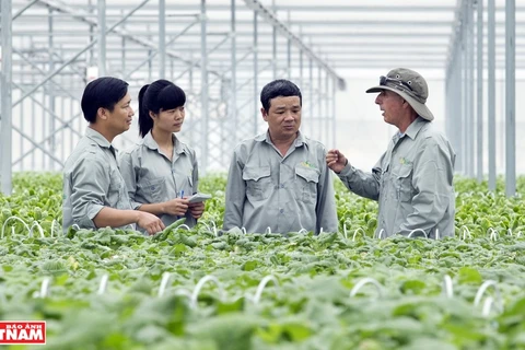 Agricultura limpia en el “jardín” de la empresa vietnamita VinEco