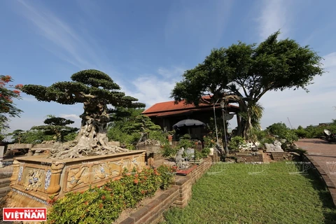Vitalidad de la aldea de árboles ornamentales Hong Van, en Hanoi