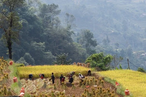 Preservan valores culturales de etnia Co Lao en provincia vietnamita