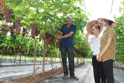 Hanoi por impulsar cultivo de árboles frutales asociados al ecoturismo