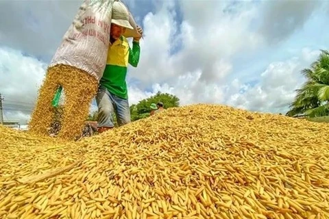 Exportaciones de arroz de Vietnam establecen nuevo récord
