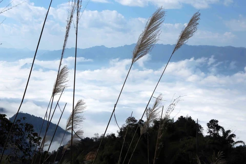 Lai Chau: lugar de “caza de nubes” hermoso en Vietnam