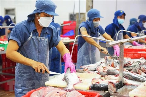Prevén recuperación de exportaciones de pescado Tra en tercer trimestre