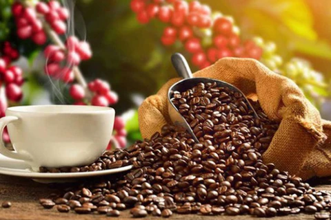 Exportaciones de café de Vietnam alcanzarán más de cuatro mil millones de dólares 