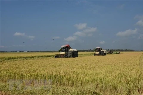 Diversificación del mercado, tarea clave para exportadores de arroz 