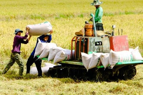 Hanoi construirá cadenas de vinculación interna y de exportación de arroz