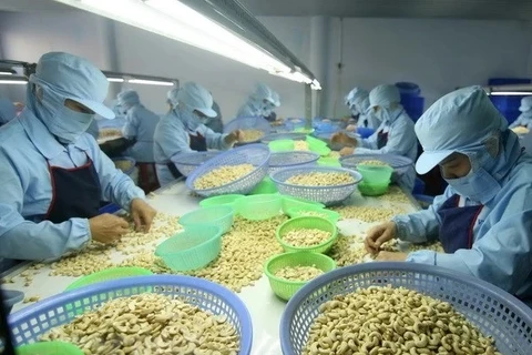 Industria vietnamita de anacardo avanza para mantener primer puesto mundial 