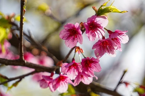 Disfrutan de brillante y frágil belleza de flores de cerezo