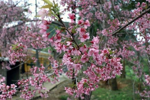 [Fotos] Flores de durazno cubren las montañas de Dien Bien en primavera