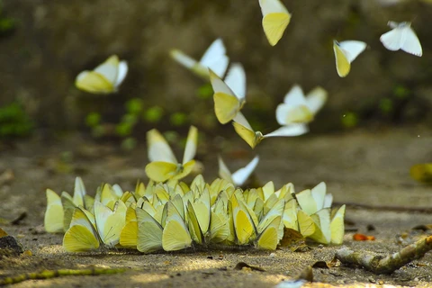 [Fotos] Parque Nacional Cuc Phuong, reserva de las mariposas