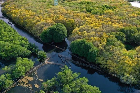 [Foto] Bosque de manglares Ru Cha en otoño