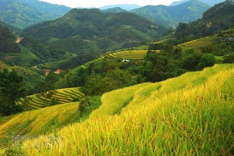 [Foto] Doradas terrazas arrozales en Hoang Su Phi
