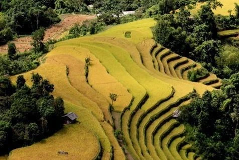 [Foto] Diferentes tonos de color amarillo en temporada de cosecha de arroz en Mu Cang Chai 