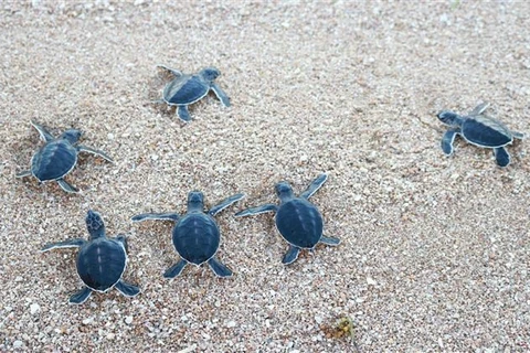 [Foto] Ninh Thuan libera centenares de tortugas al mar