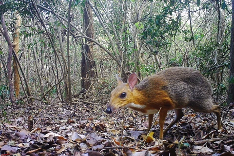 [Foto] Captan en Vietnam imágenes de diminuto mamífero que se creía extinguido